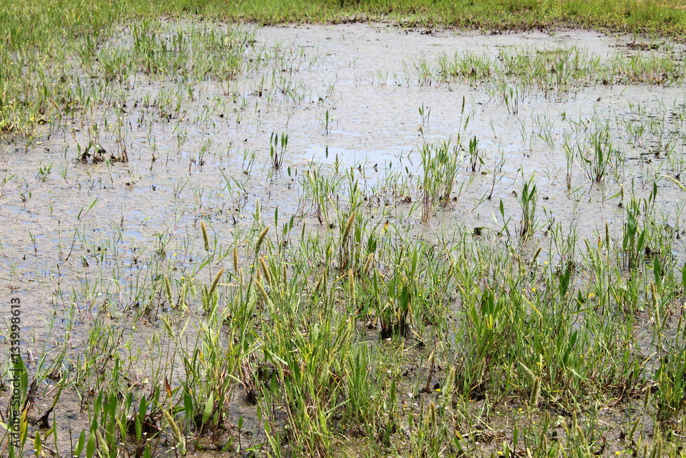 Wetland swamp Wetland swamp