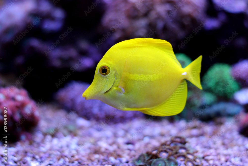 Fototapeta premium Zebrasoma Yellow Tang