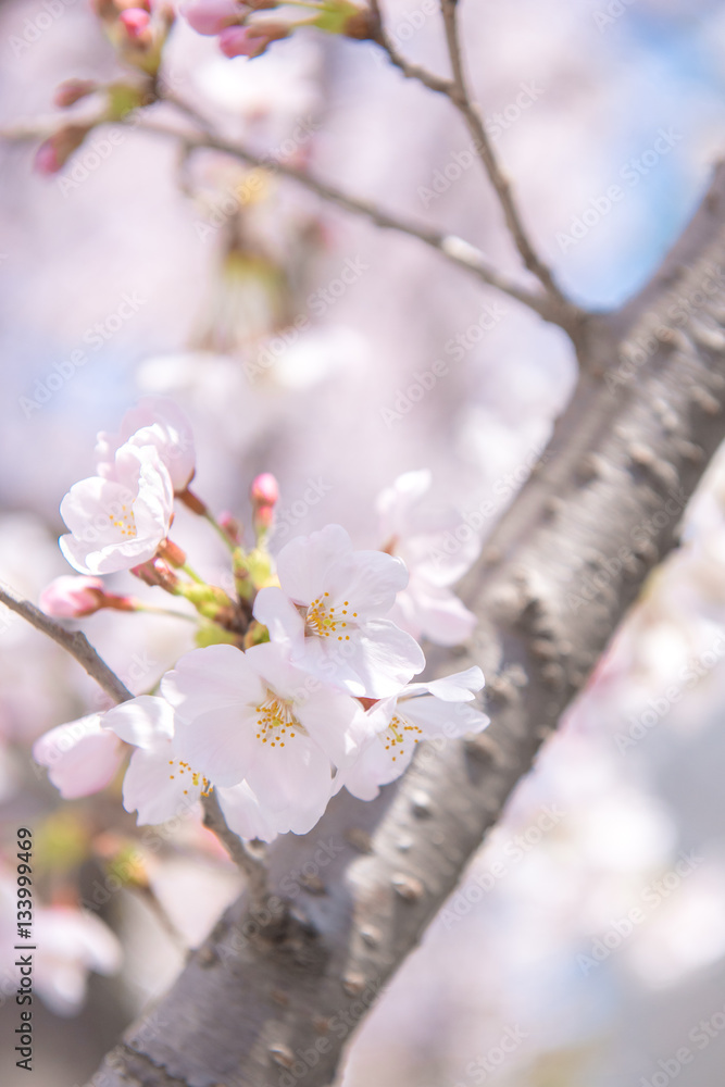 Obraz premium 桜と枝と青空