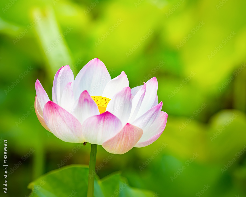 Closeup lotus flower