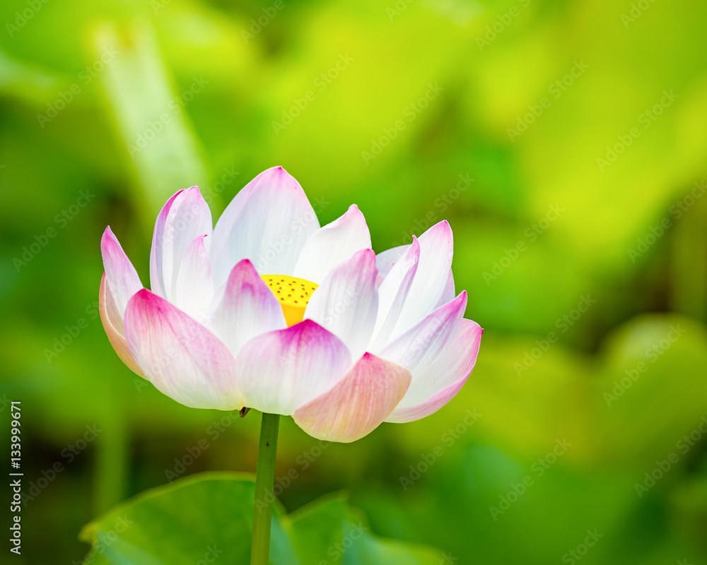 Closeup lotus flower Closeup lotus flower