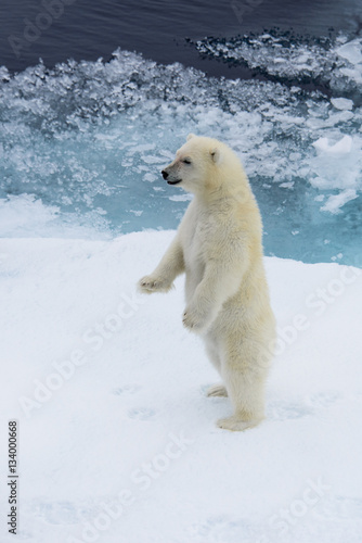Polar bear (Ursus maritimus) cub standing on the pack ice, north