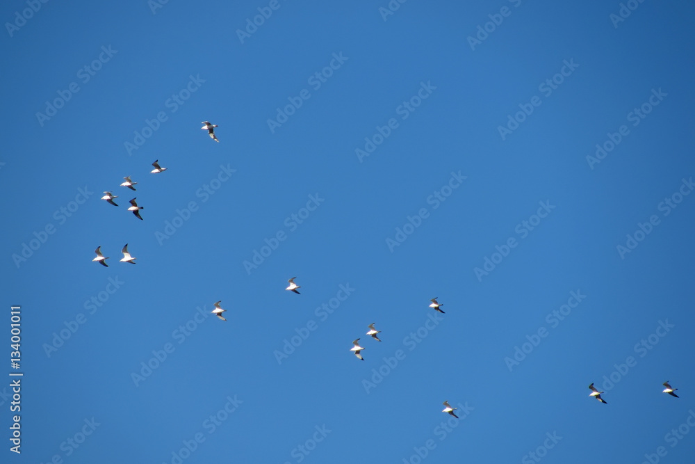 Birds flying in clear blue sky ( Larus cachinnans seagull migration ) Birds flying in clear blue sky ( Larus cachinnans seagull migration )