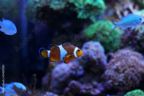 Nemo (Ocellaris Clownfish)