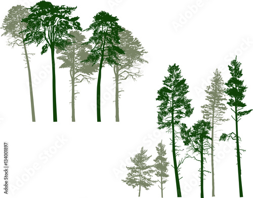 two pine trees groups isolated on white