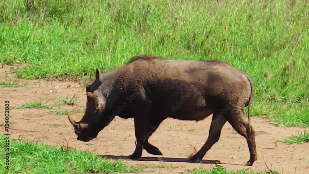 Warthog walking and eating on the grass in Serengeti National Park, Tanzania in Africa. A fast and smart animal similar to a common boar, lives in small families. Phacochoerus is a genus of wild pigs Warthog walking and eating on the grass in Serengeti National Park, Tanzania in Africa. A fast and smart animal similar to a common boar, lives in small families. Phacochoerus is a genus of wild pigs