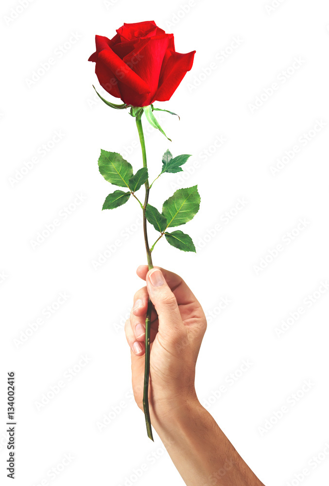 red rose flower in hand men isolated on a white background