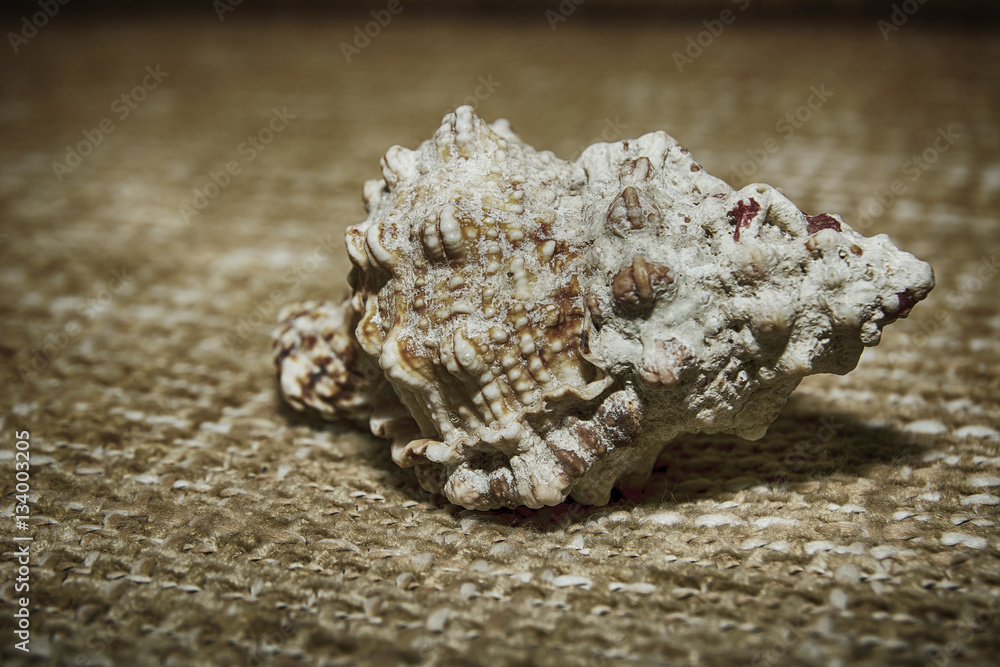Shell on the fabric Shell on the fabric