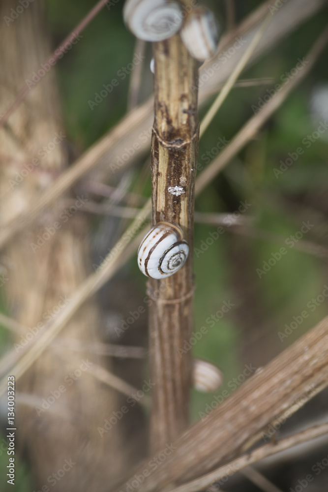 snail on a stalk of grass closeup on blurred background snail on a stalk of grass closeup on blurred background
