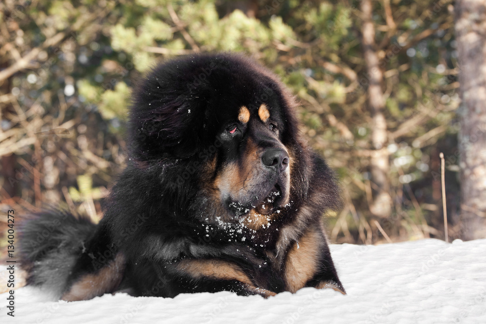 Portrait of a dog breed Tibetan Mastiff outdoors Portrait of a dog breed Tibetan Mastiff outdoors
