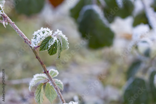 Closeup image of blackberry leaves surviving the cold winter.