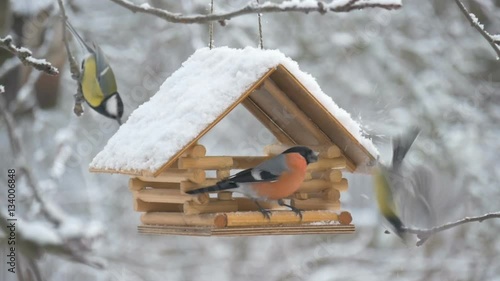 Birds fly up to the feeder and take seeds, snow on trees, falling snowflakes for the birdhouse