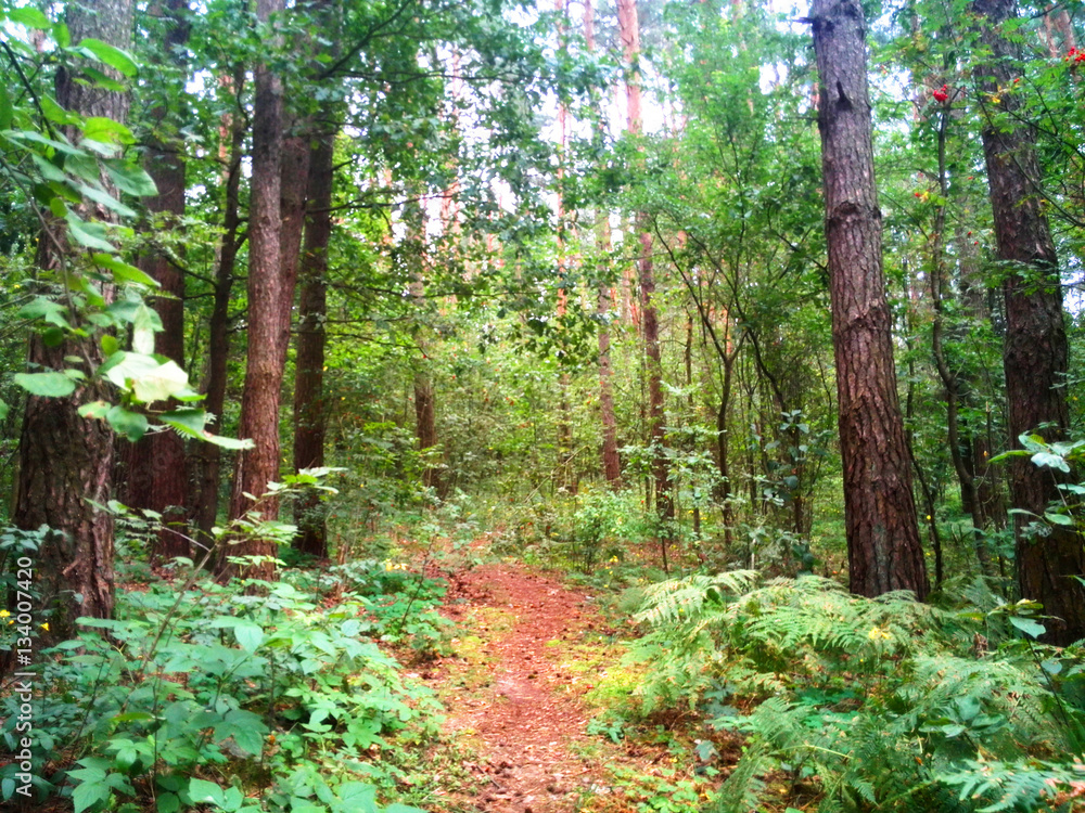 Obraz premium Beautiful park