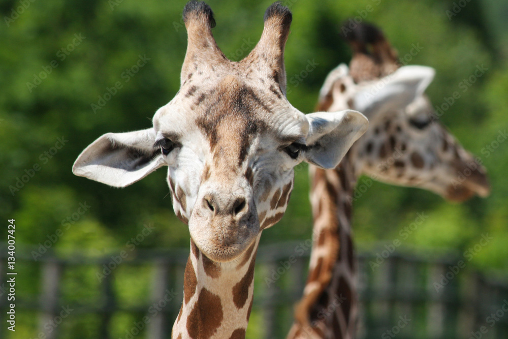 Obraz premium Giraffe close-up