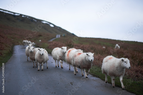 Fototapeta Naklejka Na Ścianę i Meble -  sheep walking a way