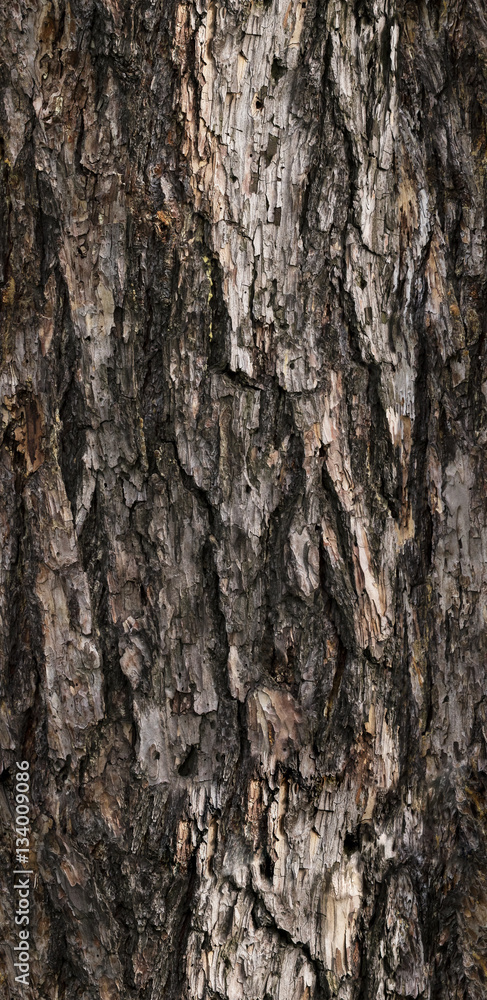 tree bark texture, seamless texture , big resolution, tile tree bark texture, seamless texture , big resolution, tile
