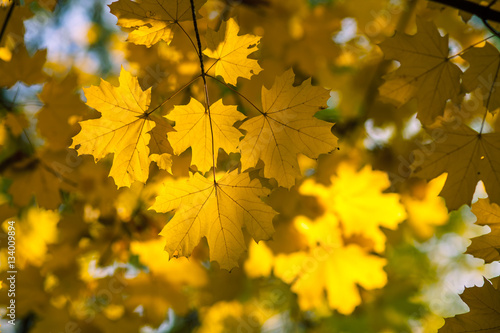 Yellow leaves on the tree