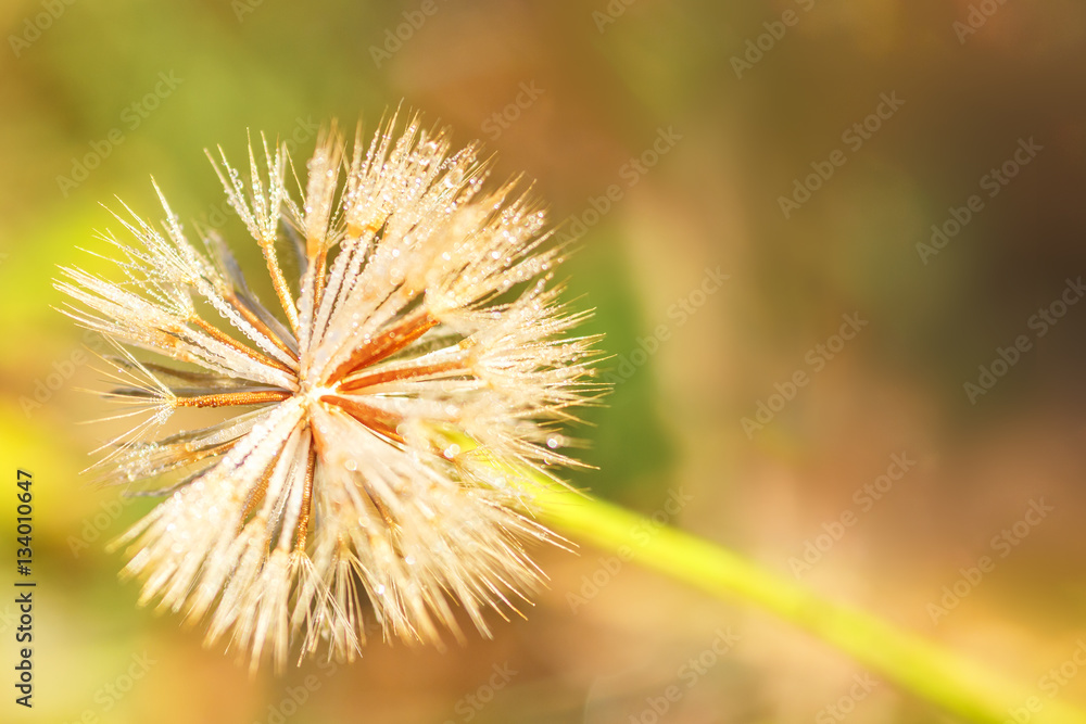 Пушистый цветок в росе