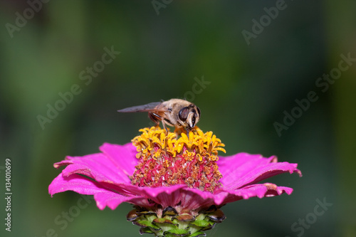Цветок циннии с насекомым