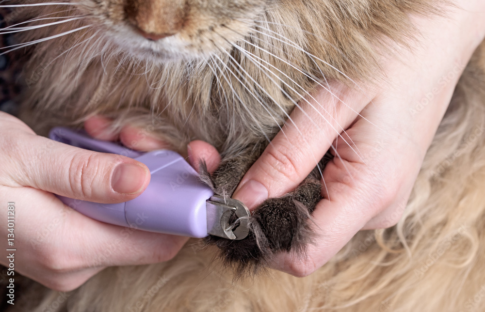 Obraz premium Nail clipper for pet