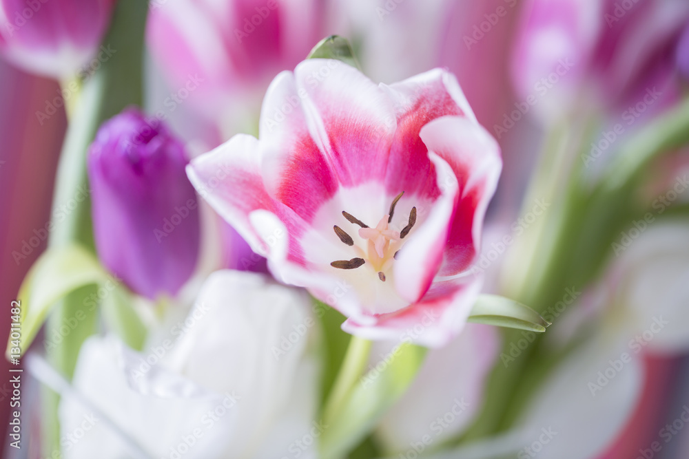 Pink Spring Flower Pink Spring Flower
