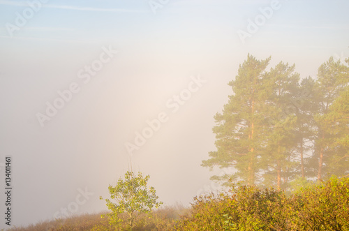 conifer tree at the top in the morning mist