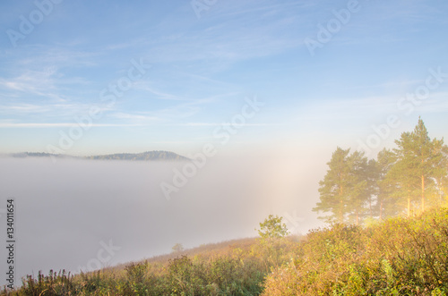 conifer tree at the top in the morning mist © efimenkoalex