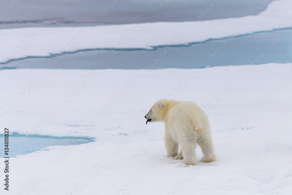 Polar bear (Ursus maritimus) mother and cub on the pack ice, nor Polar bear (Ursus maritimus) mother and cub on the pack ice, nor