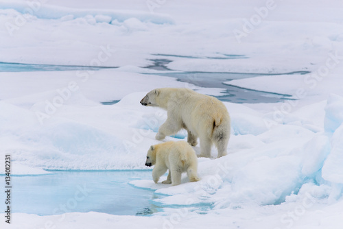 Polar bear  Ursus maritimus  mother and cub on the pack ice  nor