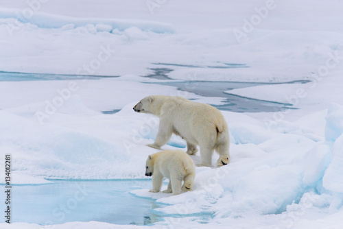 Polar bear  Ursus maritimus  mother and cub on the pack ice  nor