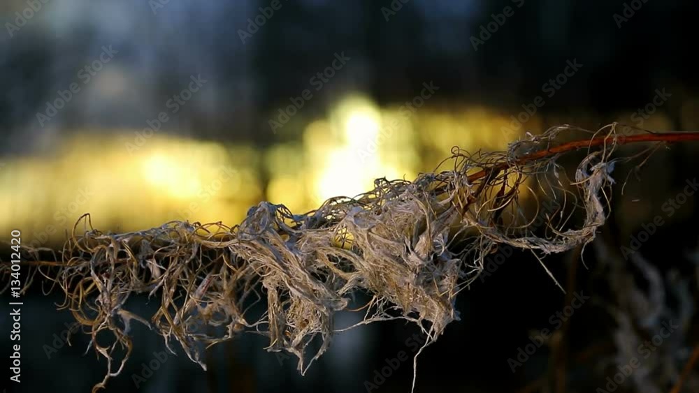 frozen grass sways in the wind in winter forest frozen grass sways in the wind in winter forest