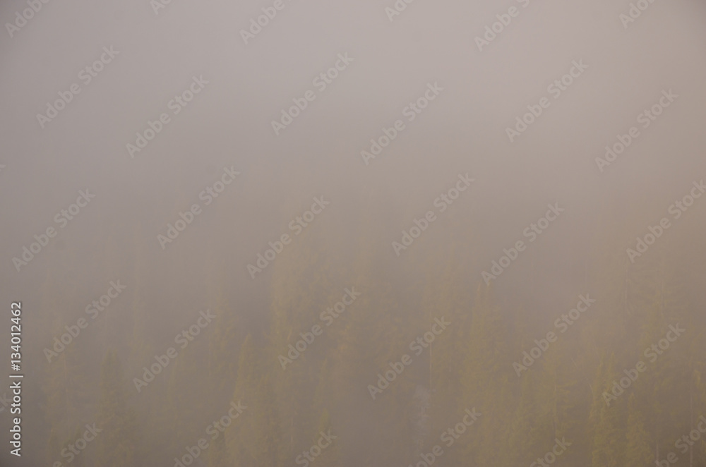 conifer tree at the top in the morning mist conifer tree at the top in the morning mist