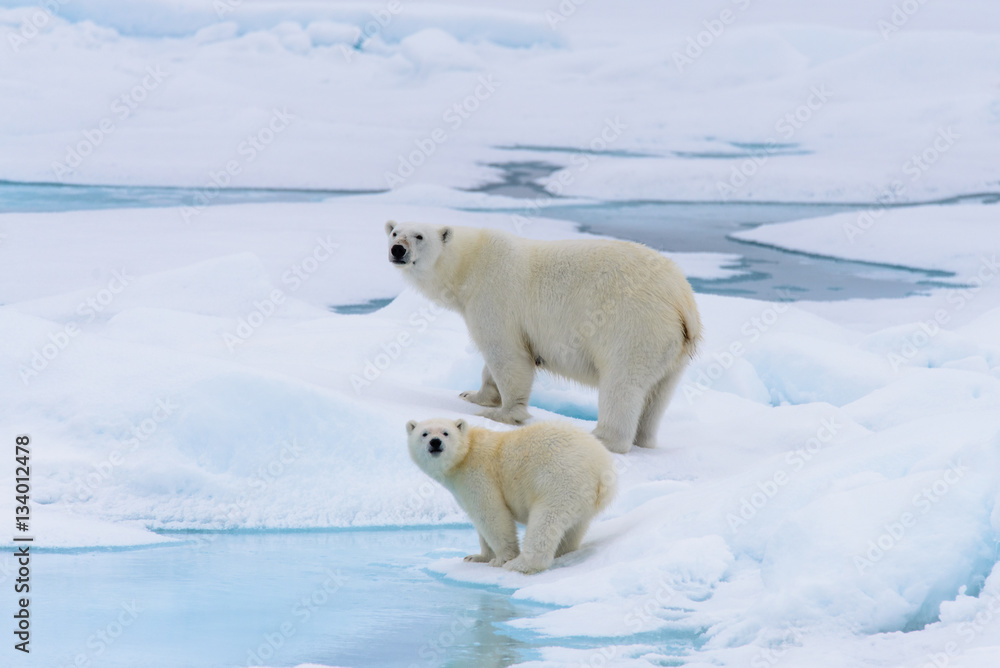 Polar bear (Ursus maritimus) mother and cub on the pack ice, nor Polar bear (Ursus maritimus) mother and cub on the pack ice, nor