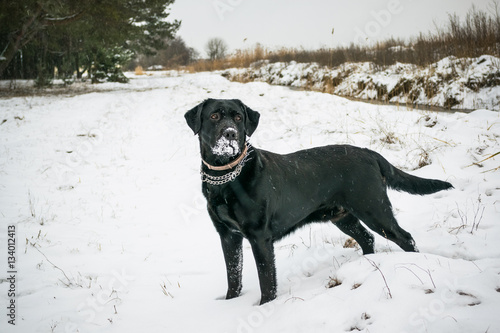 Чёрная собака породы лабрадор в стойке на снегу зимой