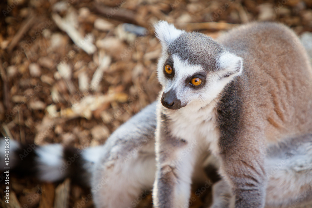 Ring-tailed Lemur Ring-tailed Lemur