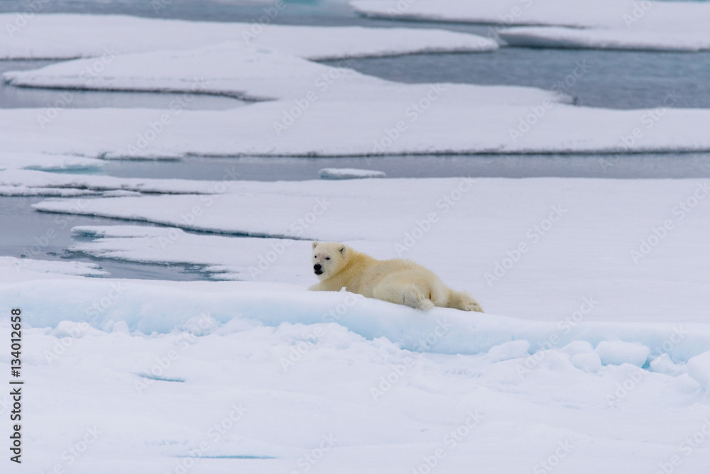 Polar bear (Ursus maritimus) cub on the pack ice, north of Svalb Polar bear (Ursus maritimus) cub on the pack ice, north of Svalb