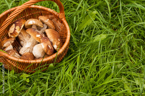 Fresh Forest Edible Mushrooms Boletus Edulis In Wicker Basket On Green Grass Outdoor. Top View And Copyspace.