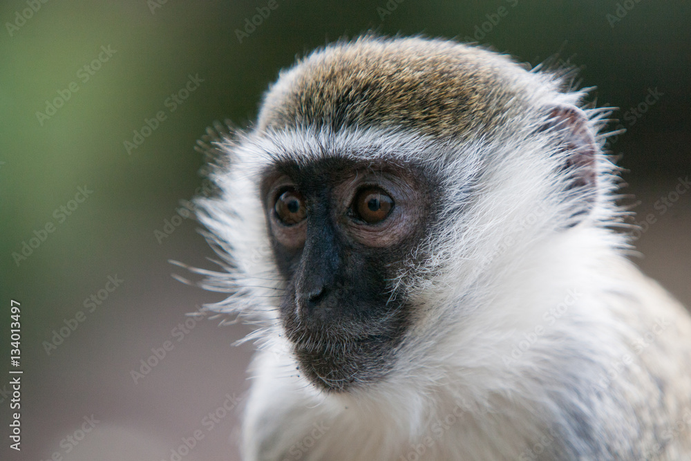 Naklejka premium Vervet Monkey