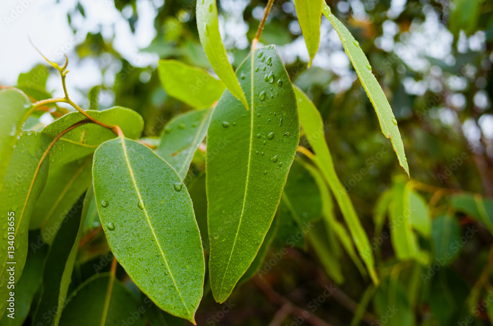 Closeup of wet Eucalyptus leaves Closeup of wet Eucalyptus leaves