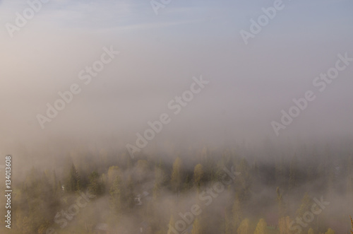 conifer tree at the top in the morning mist