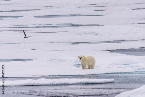 Polar bear (Ursus maritimus) cub on the pack ice, north of Svalb photo