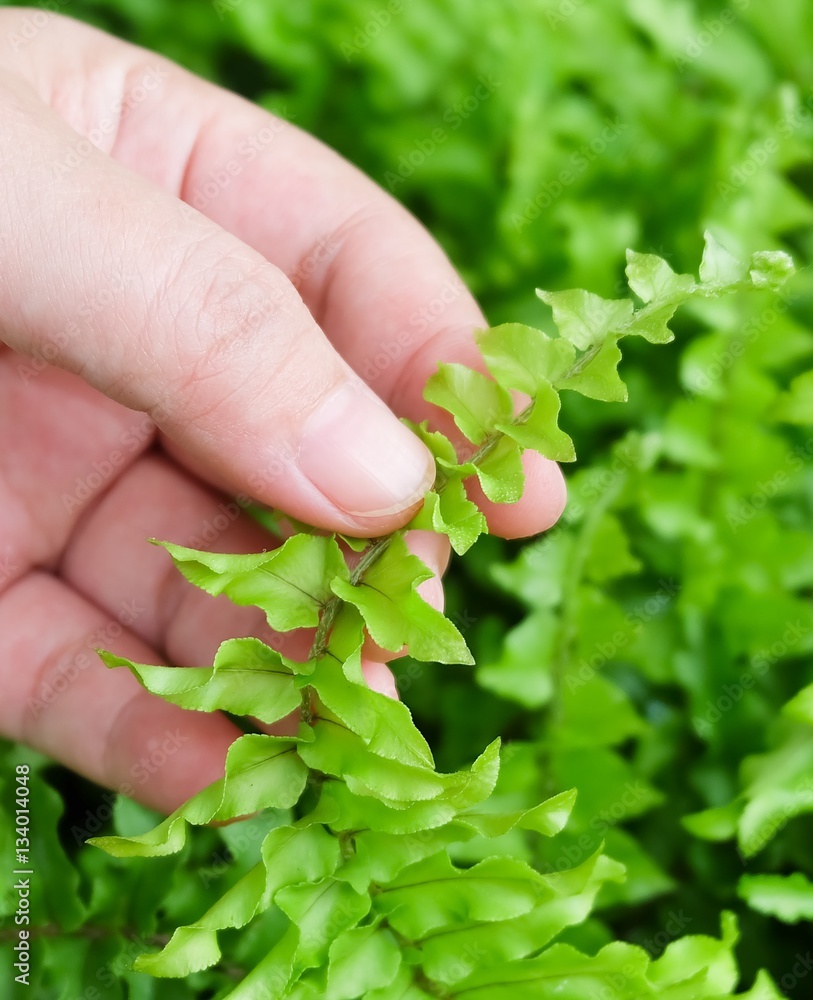 Hand Taking Care of Tassle Ferns in Garden Hand Taking Care of Tassle Ferns in Garden