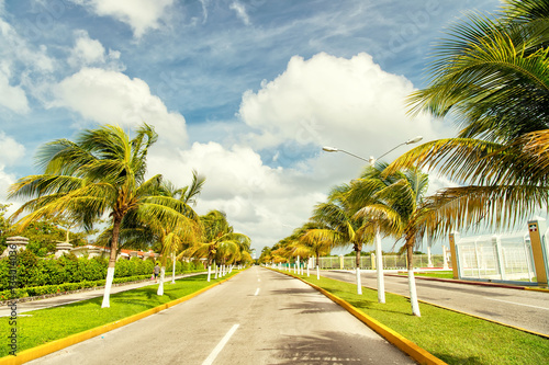 Palm trees in wind near road © be free