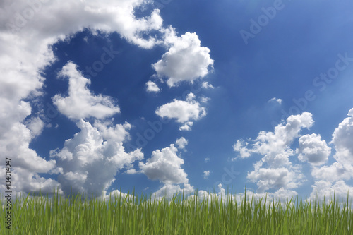 Daytime sky and green grass.