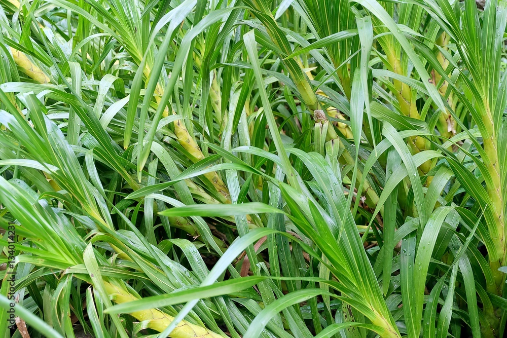 Horizontal Background of Green Grass Textured Background Horizontal Background of Green Grass Textured Background