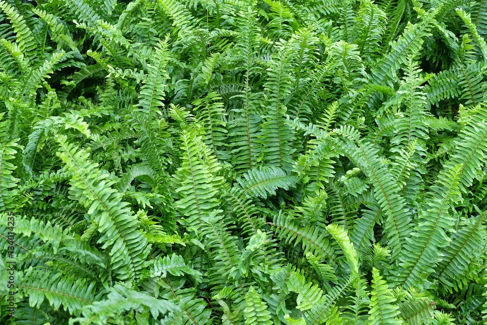 The Horizontal of Tassle Ferns Textured Background The Horizontal of Tassle Ferns Textured Background