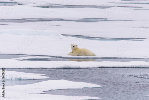 Polar bear (Ursus maritimus) cub on the pack ice, north of Svalb