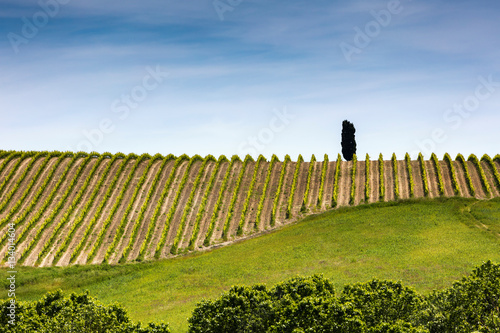 Foto Flawless rows of Tuscany vineyard