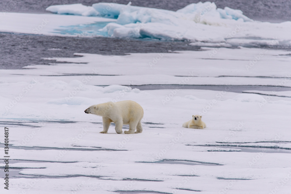 Polar bear (Ursus maritimus) mother and cub on the pack ice, nor Polar bear (Ursus maritimus) mother and cub on the pack ice, nor
