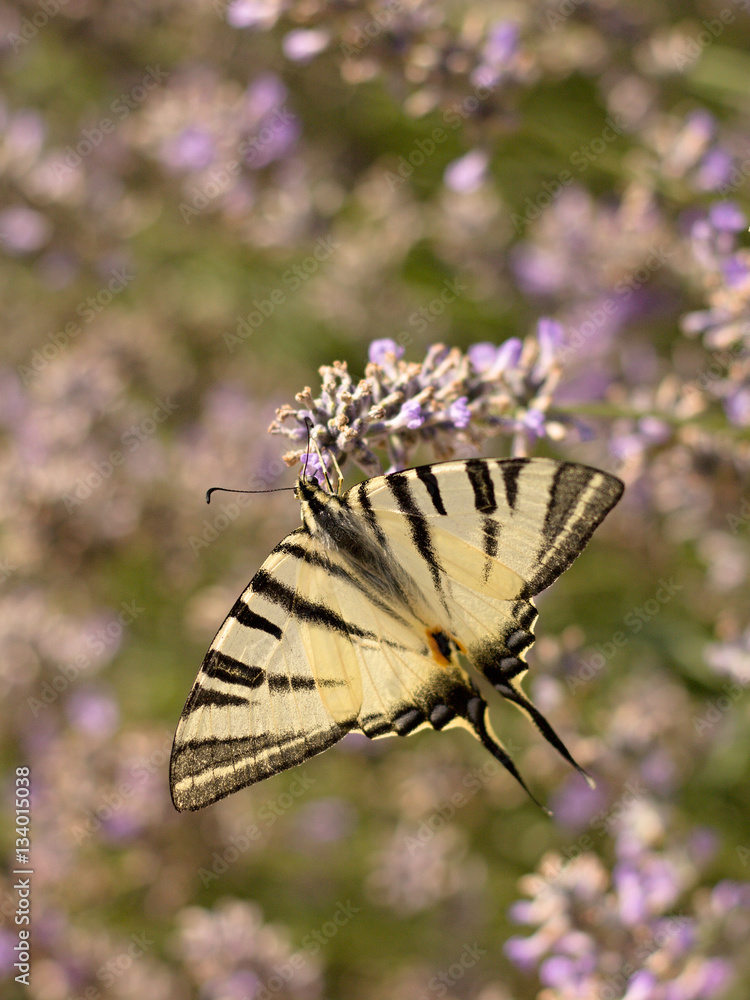 Scarce Swallowtail (Iphiclides podalirius) on lavender Scarce Swallowtail (Iphiclides podalirius) on lavender